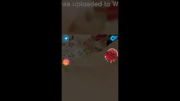 Thumb 11