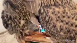 くちゅくちゅ濡れまんこ色白すべ肌美女カメラの前でおちんぽ咥えて照れまくり⇒中出し2回